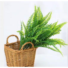 Папоротник